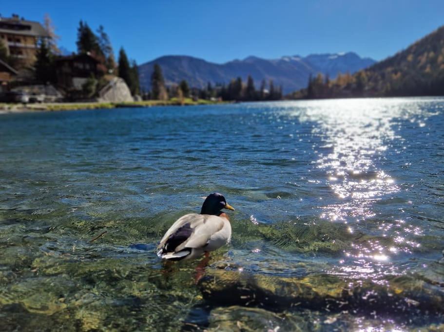 Superbe Appartement Champex-Lac Avec Piscine Et Sauna Экстерьер фото